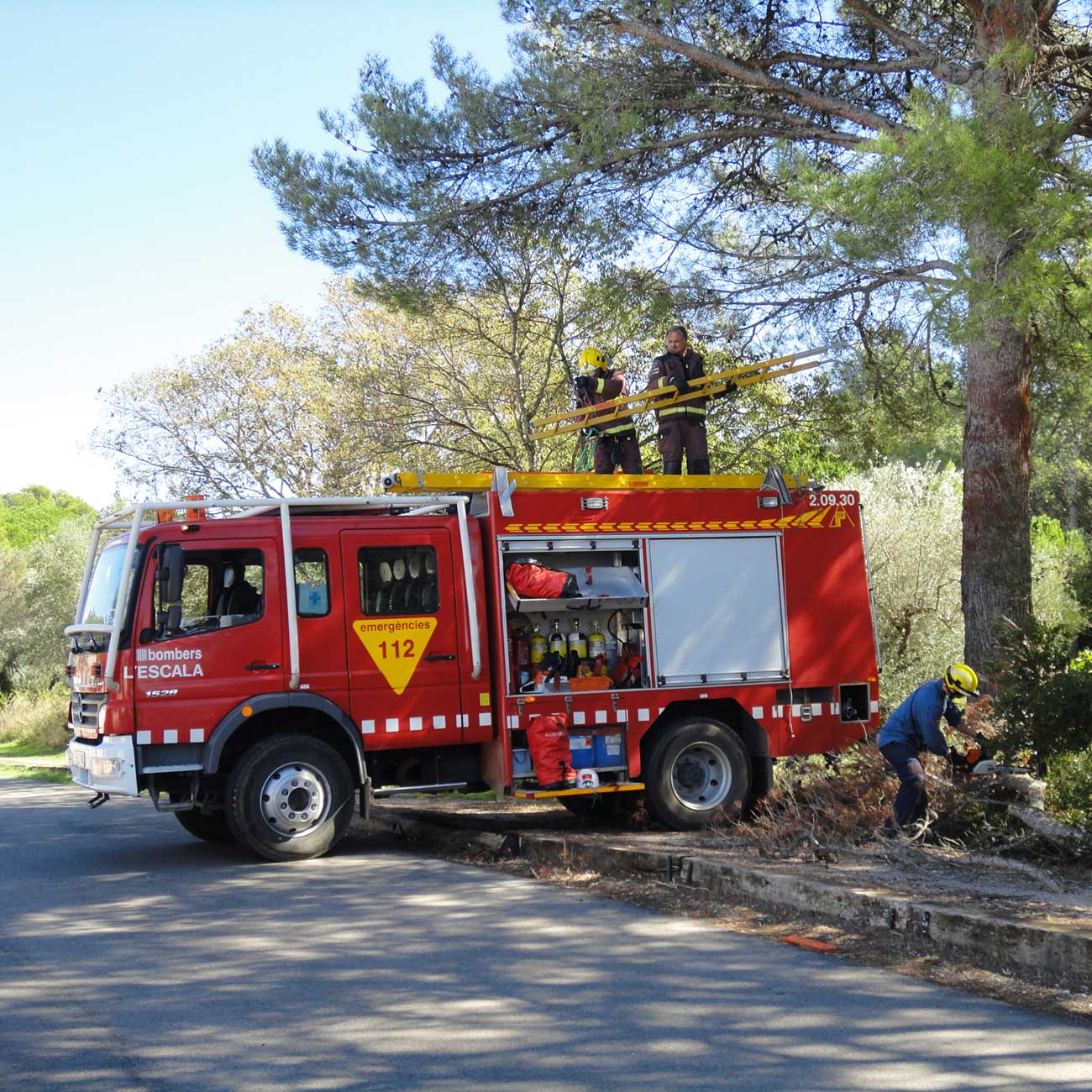 Firefighters on a technical assistance call: two crew members on top of the fire engine handling a ladder while a third cuts a fallen pine tree with a chainsaw